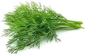Dill - Boot
